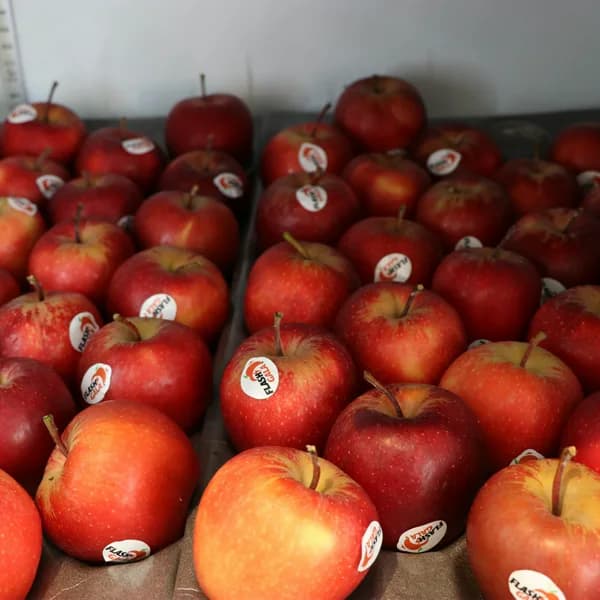 Flash Gala Apples (KG)