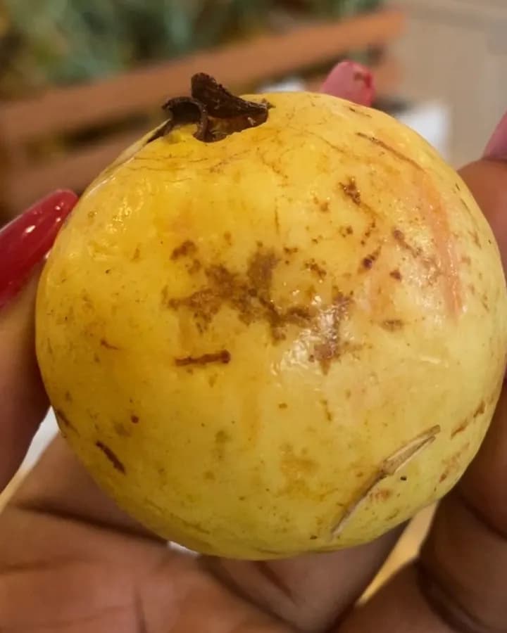Guava Fruit (KG)
