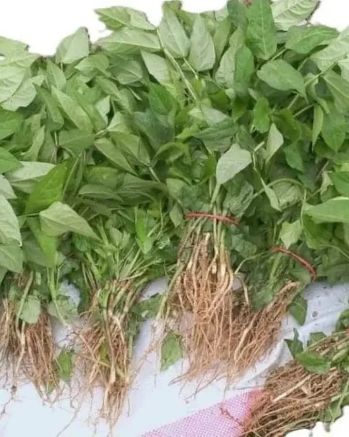 Kunde (Bunch)