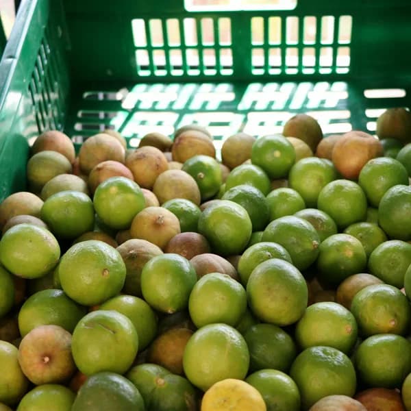 Local Lime (KG)