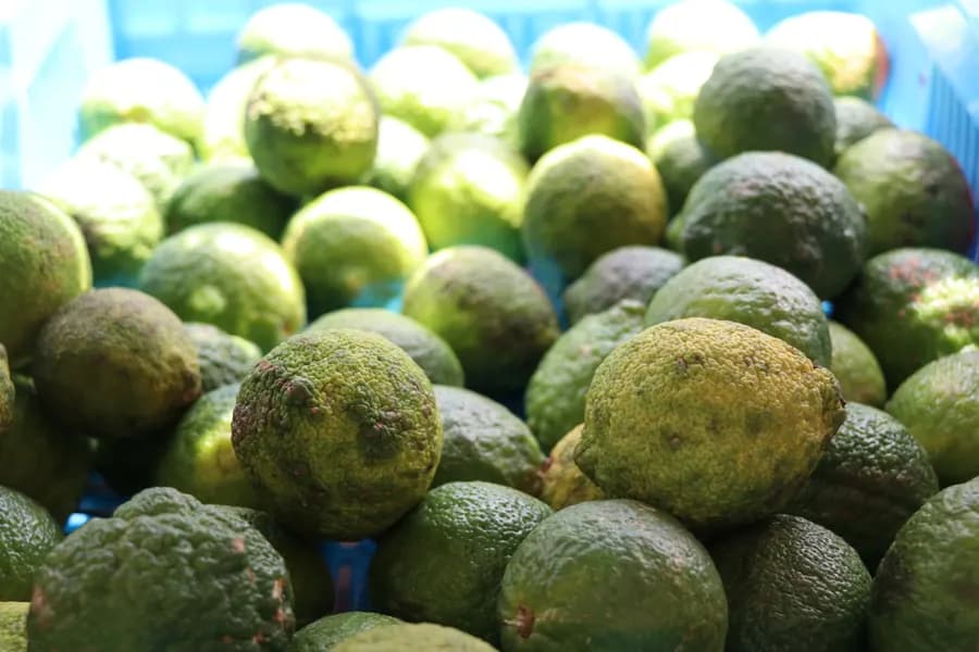 Local Lemon (KG)
