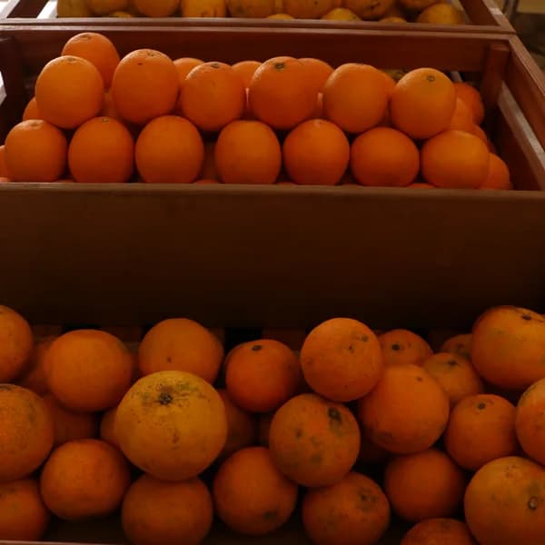 Local Orange (KG)