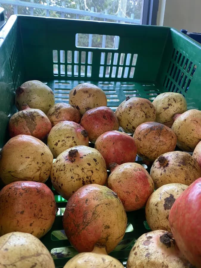 Local Pomegranate (KG)