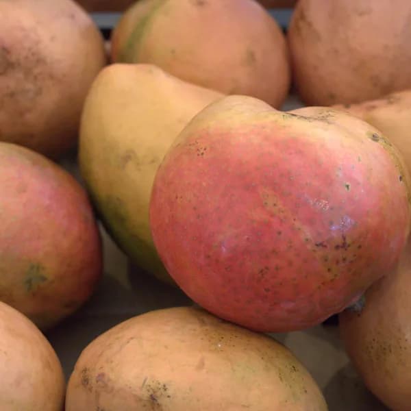 Mango Masala