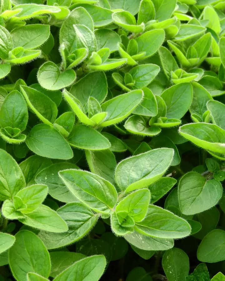 Fresh Marjoram (50g)
