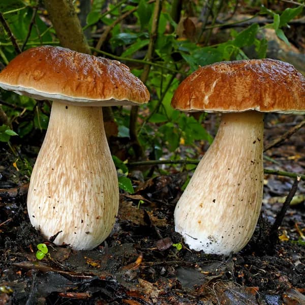 White Button Mushrooms (250g Punnet)