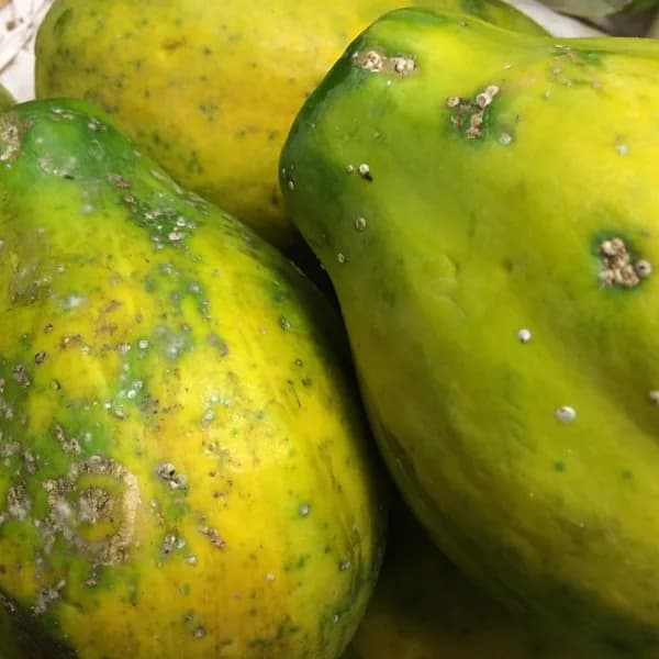 Pawpaw (KG)