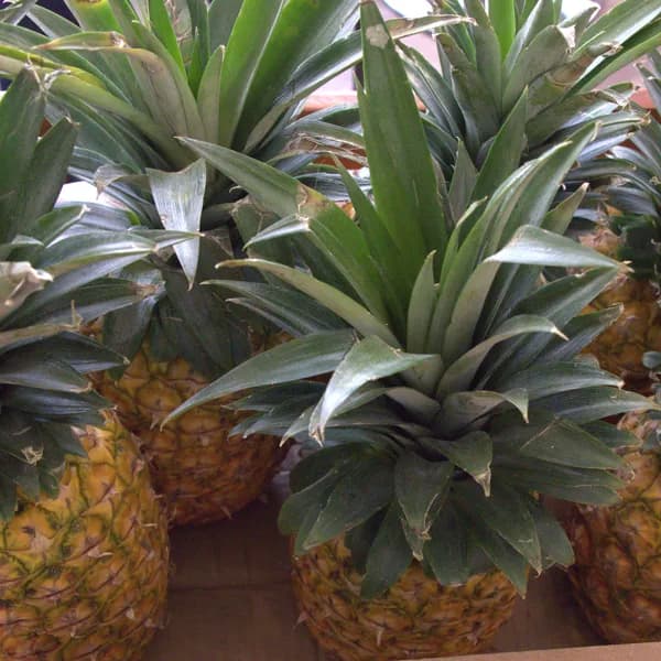 Pineapple (KG)