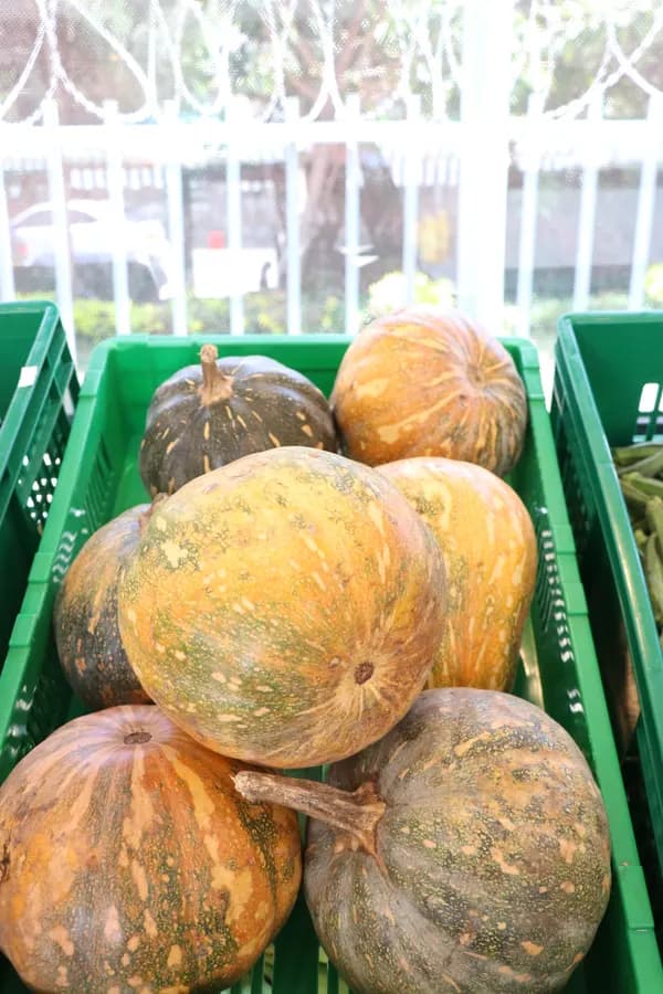 Pumpkin (KG)
