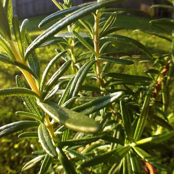 Rosemary (50g)