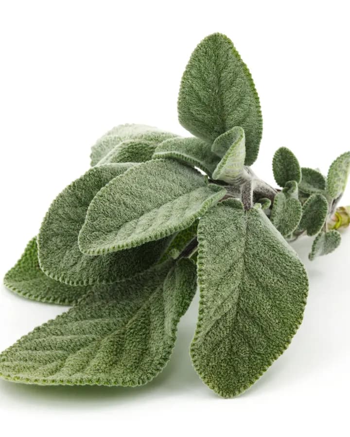 Fresh Sage (50g)
