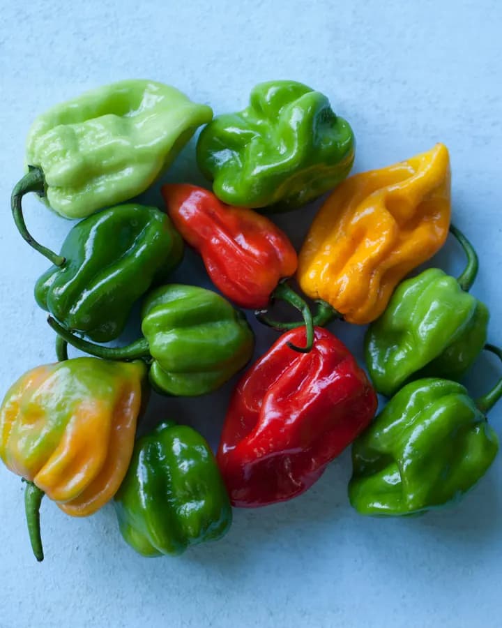 Scotch Bonnet Chilli (Per piece)