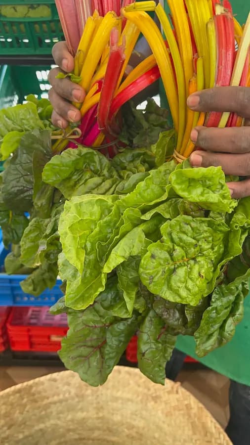 Organic Swiss Chard (Bunch)