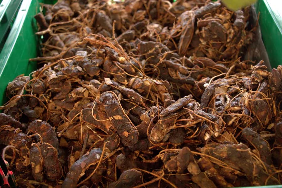 Fresh Tamarind (KG)