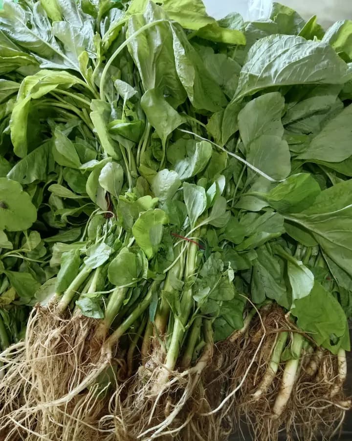 Terere / Amaranth (Bunch)