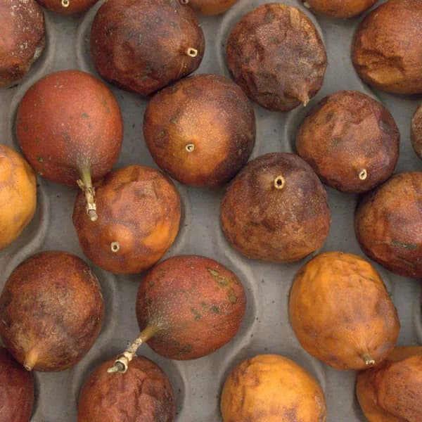 Sweet Yellow Passion Fruit (KG)