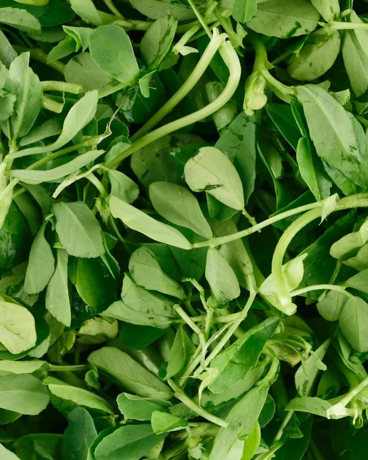 Fenugreek (Bunch)