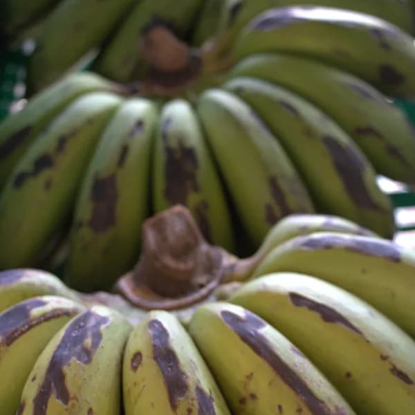 Matoke (KG)