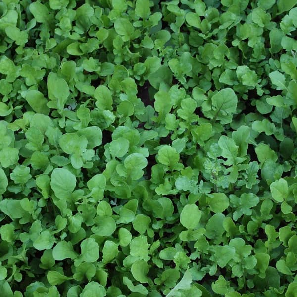Rocket Salad Leaves (100g)