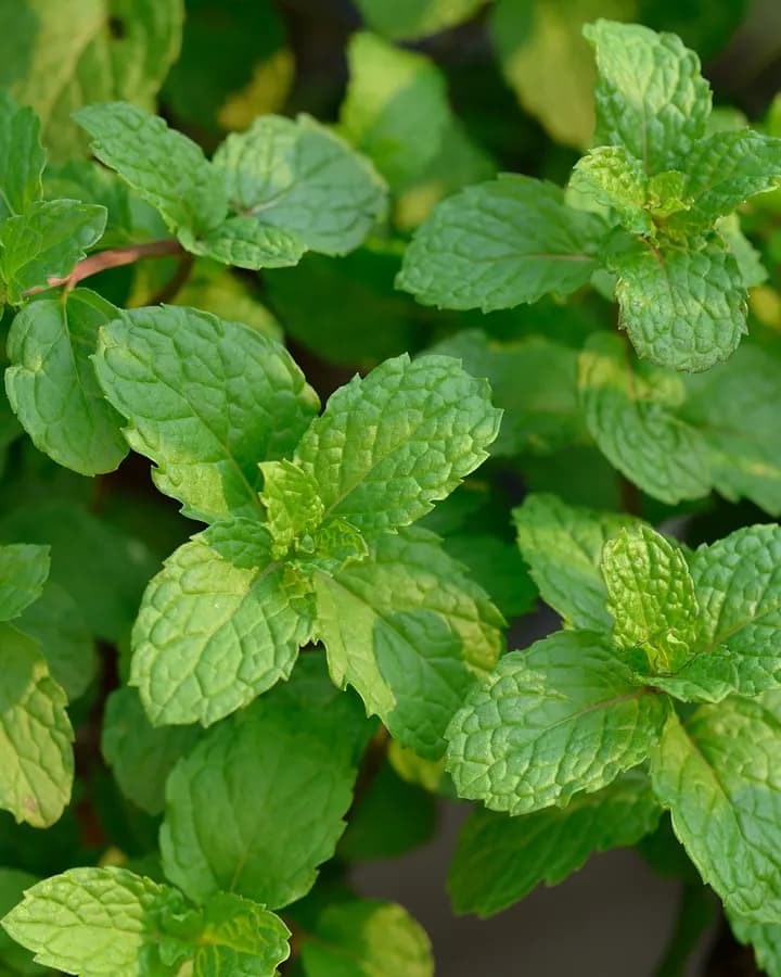 Fresh Spearmint (50g)