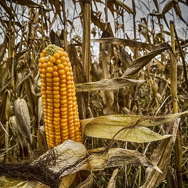 Yellow Sweet Corn (Pack of 2)
